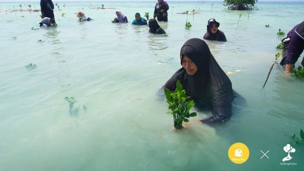 panco pan&co program penanaman pohon mangrove