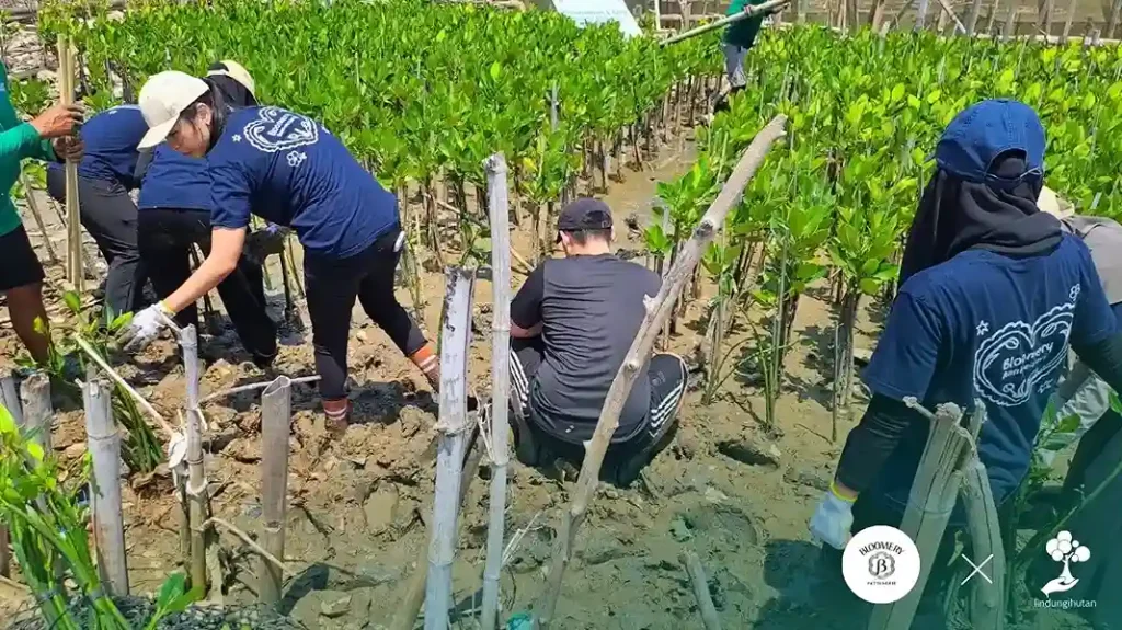 penanaman mangrove Bloomery Patisserie lindungihutan