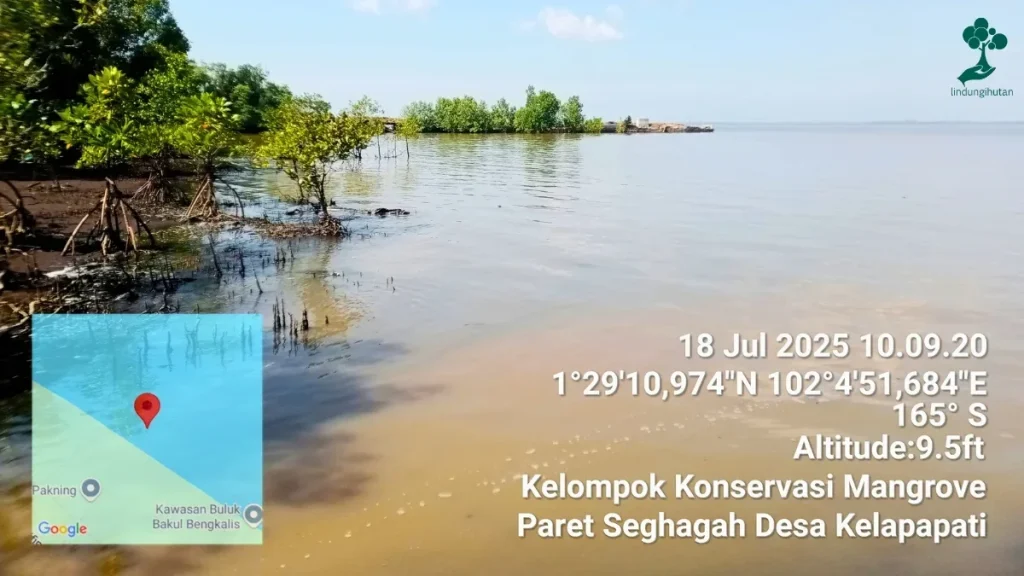 9 Lokasi Penanaman Pohon Terbaru, dari Jawa hingga Riau 86 Pesisir Desa Kelapapati, Kabupaten Bengkalis, Riau