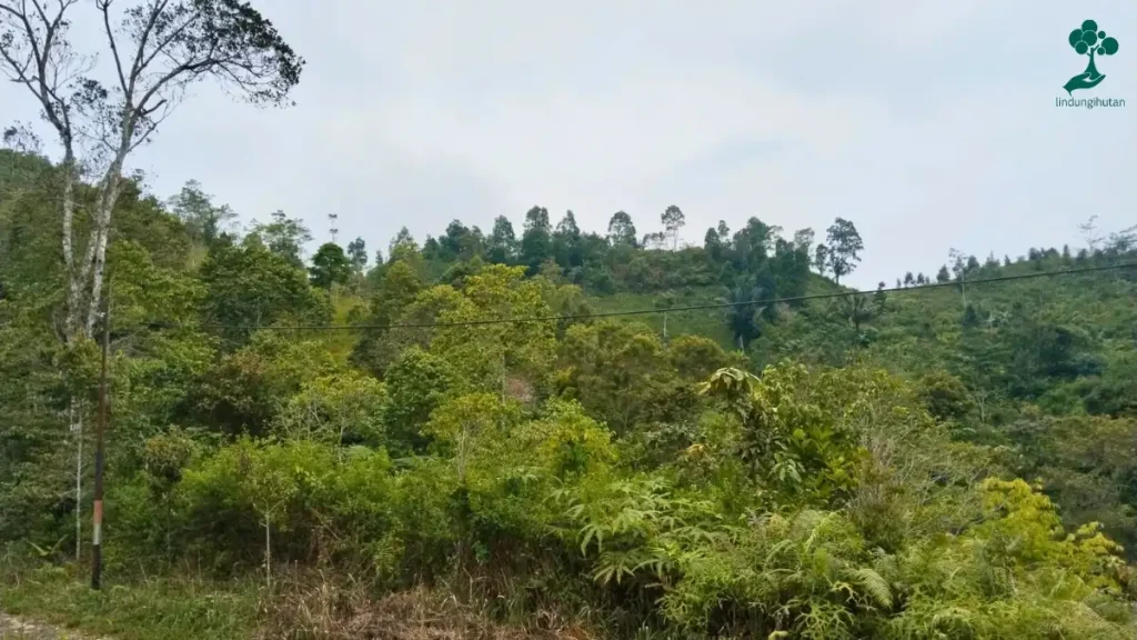 9 Lokasi Penanaman Pohon Terbaru, dari Jawa hingga Riau 95 Pondok Injuk, Taman Nasional Gunung Halimun Salak