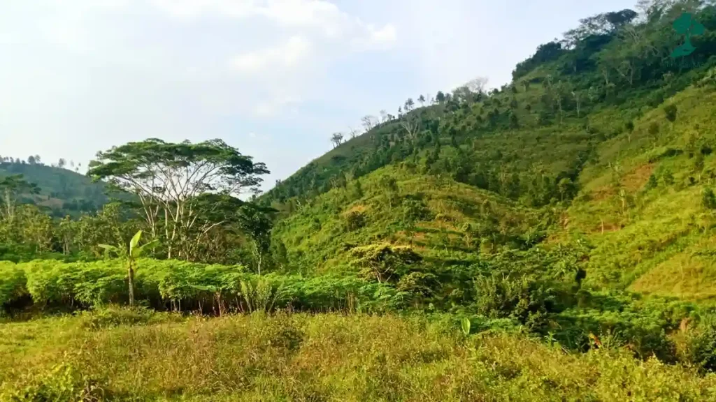 9 Lokasi Penanaman Pohon Terbaru, dari Jawa hingga Riau 103 lokasi penanaman pohon Desa Gador, Kabupaten Trenggalek, Jawa Timur