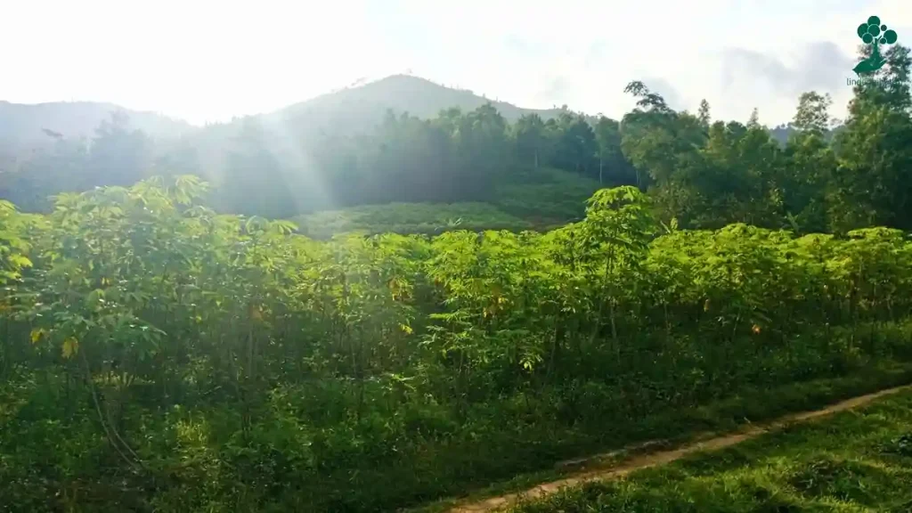 9 Lokasi Penanaman Pohon Terbaru, dari Jawa hingga Riau 106 lokasi penanaman pohon Desa Gador, Kabupaten Trenggalek, Jawa Timur lindungihutan