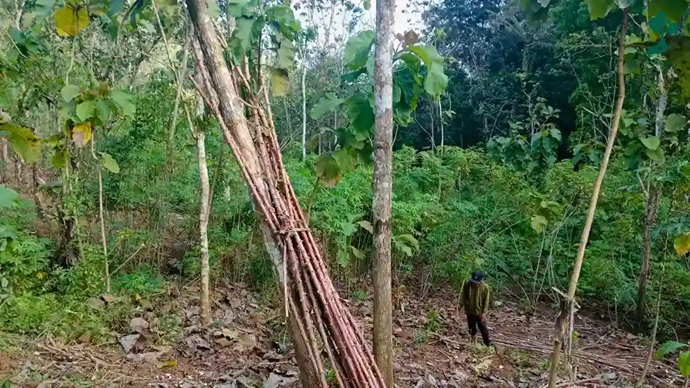 9 Lokasi Penanaman Pohon Terbaru, dari Jawa hingga Riau 105 lokasi penanaman pohon Desa Gador, Kabupaten Trenggalek, Jawa Timur lindungihutan baru