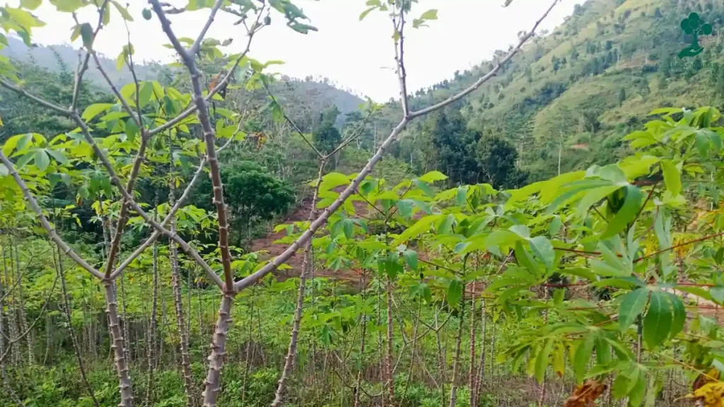 9 Lokasi Penanaman Pohon Terbaru, dari Jawa hingga Riau 104 lokasi penanaman pohon Desa Gador, Kabupaten Trenggalek, Jawa Timur terbaru
