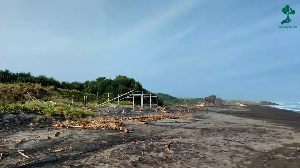 9 Lokasi Penanaman Pohon Terbaru, dari Jawa hingga Riau 99 lokasi penanaman pohon Pantai Citanggeuleuk