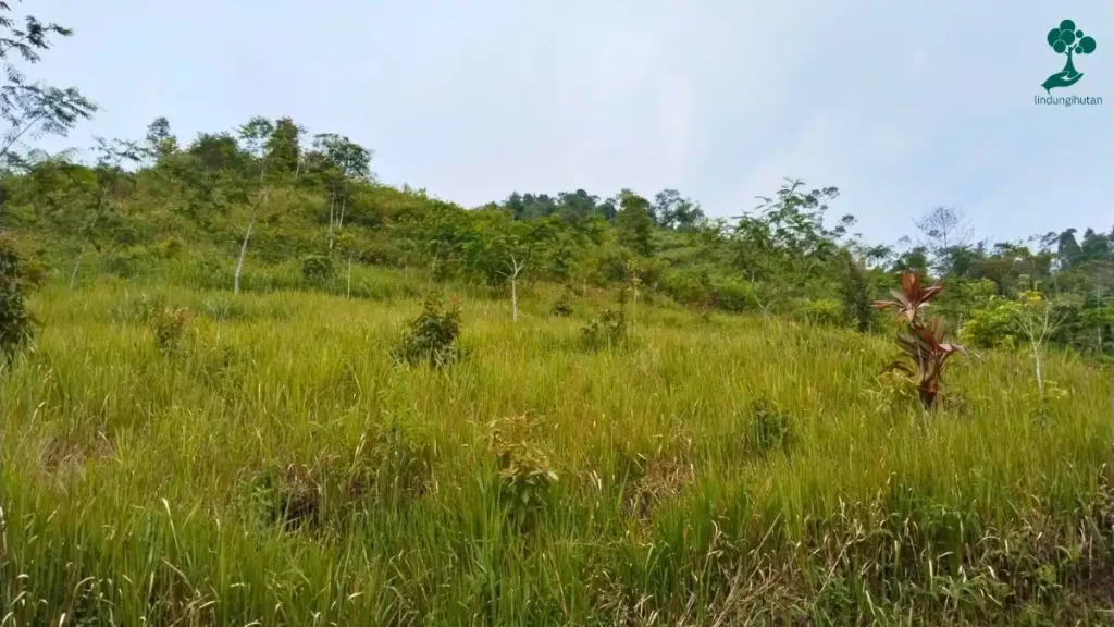 9 Lokasi Penanaman Pohon Terbaru, dari Jawa hingga Riau 94 lokasi penanaman pohon Pondok Injuk, Taman Nasional Gunung Halimun Salak