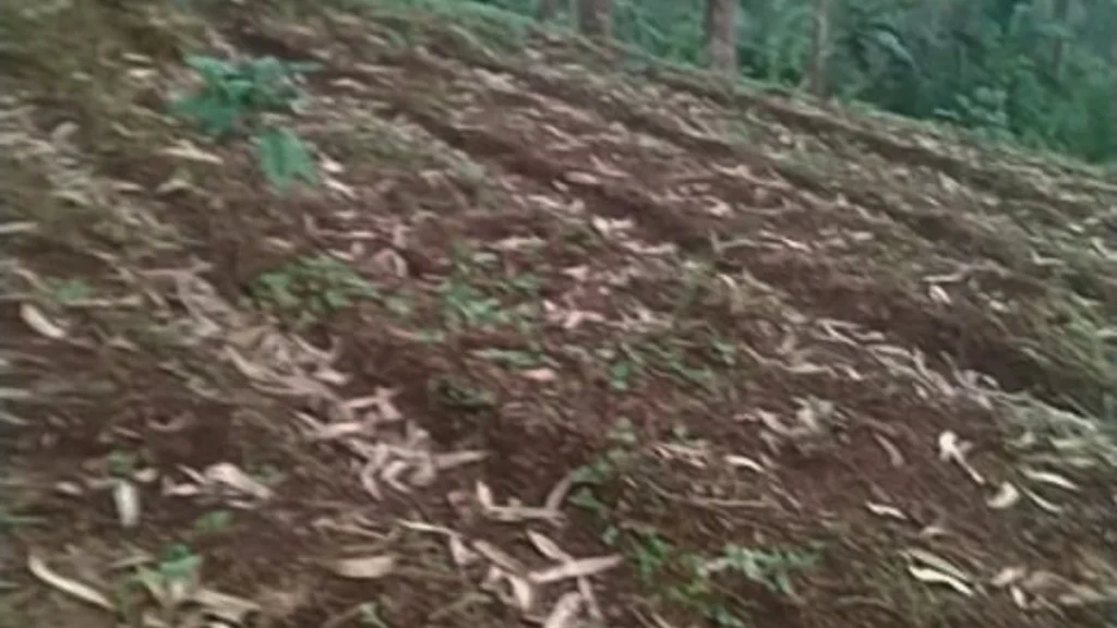 9 Lokasi Penanaman Pohon Terbaru, dari Jawa hingga Riau 84 lokasi penanaman pohon terbaru Desa Pangalengan di Kabupaten Bandung