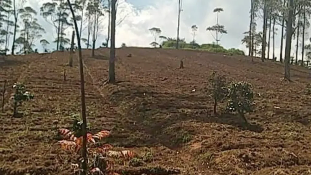 9 Lokasi Penanaman Pohon Terbaru, dari Jawa hingga Riau 83 lokasi penanaman pohon terbaru Desa Pangalengan di Kabupaten Bandung jawa barat