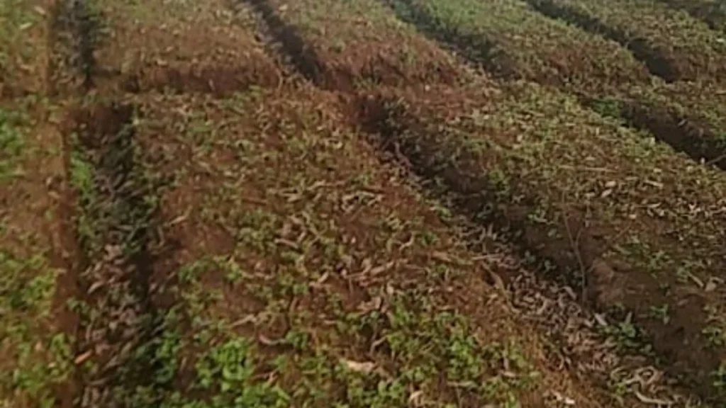 9 Lokasi Penanaman Pohon Terbaru, dari Jawa hingga Riau 82 lokasi penanaman pohon terbaru Desa Pangalengan di Kabupaten Bandung kondisi