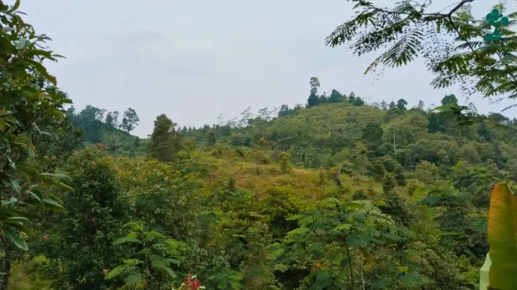 9 Lokasi Penanaman Pohon Terbaru, dari Jawa hingga Riau 96 lokasi penanaman pohon terbaru Pondok Injuk, Taman Nasional Gunung Halimun Salak