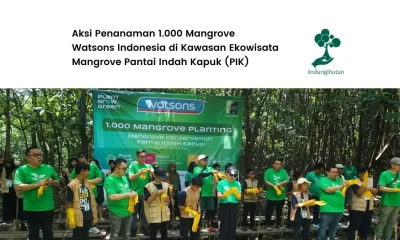 aksi penanaman mangrove watsons indonesia