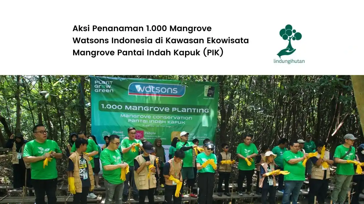 aksi penanaman mangrove watsons indonesia