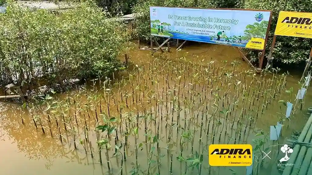 kegiatan penanaman mangrove di dusun tangkolak adira finance