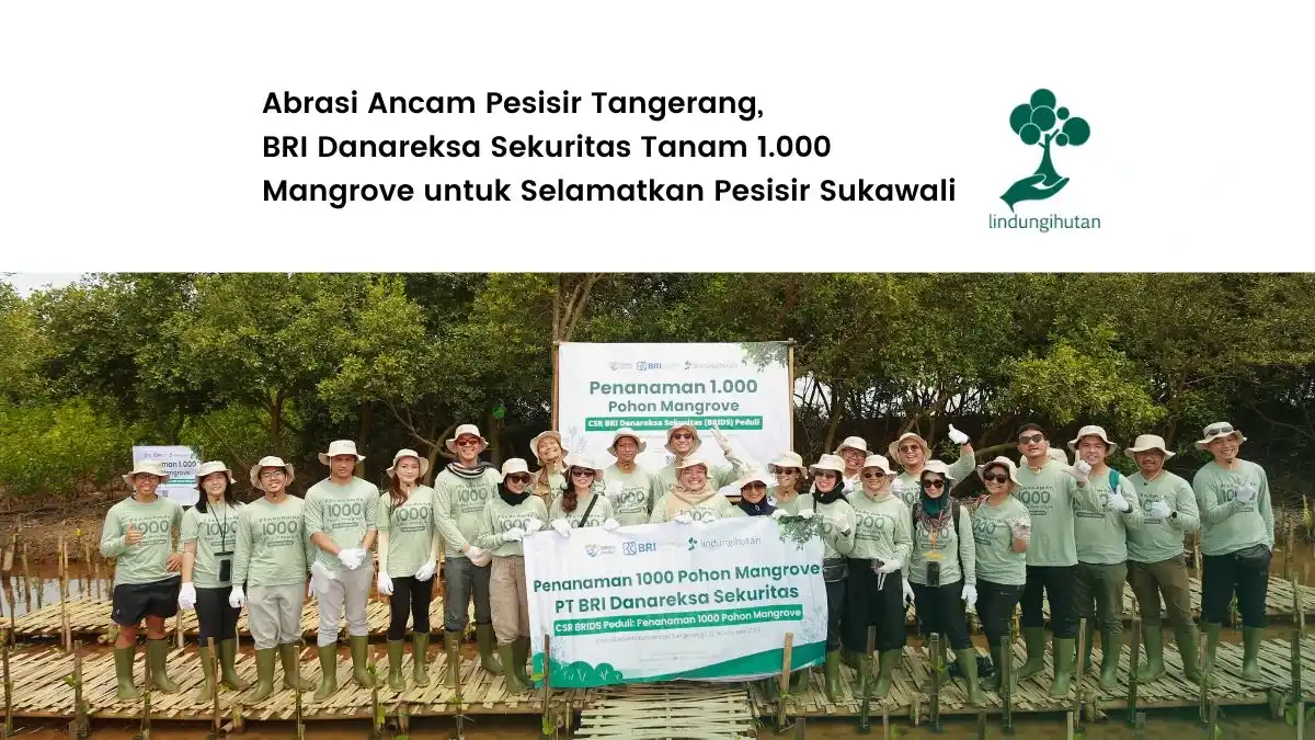 penanaman pohon mangrove pt bri danareksa sekuritas