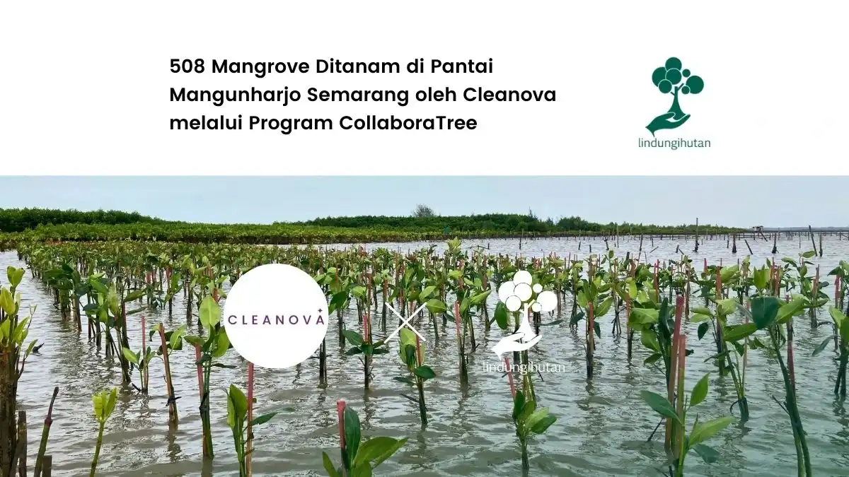 kegiatan program penanaman pohon cleanova program collaboratree