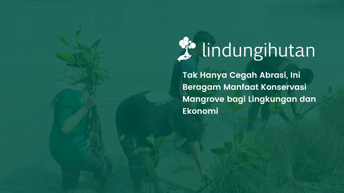 manfaat konservasi mangrove bagi lingkungan ekonomi