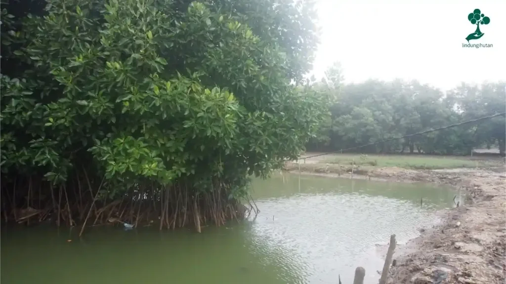 Pulihkan Ekosistem: Budidaya Mangrove Desa Lontar, Kecamatan Kemiri, Tangerang 82 Desa Lontar