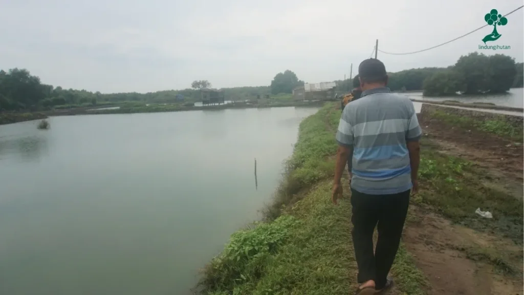 Pulihkan Ekosistem: Budidaya Mangrove Desa Lontar, Kecamatan Kemiri, Tangerang 83 Desa Lontar (2)
