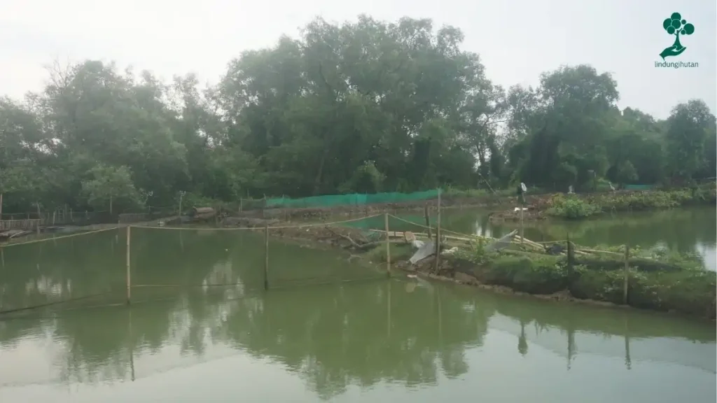 Pulihkan Ekosistem: Budidaya Mangrove Desa Lontar, Kecamatan Kemiri, Tangerang 84 Desa Lontar (3)