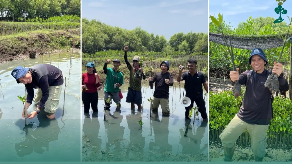 Reforestathon Desa Sukawali_Menanam Mangrove