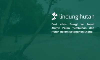 cara mengatasi krisis energi peran hutan
