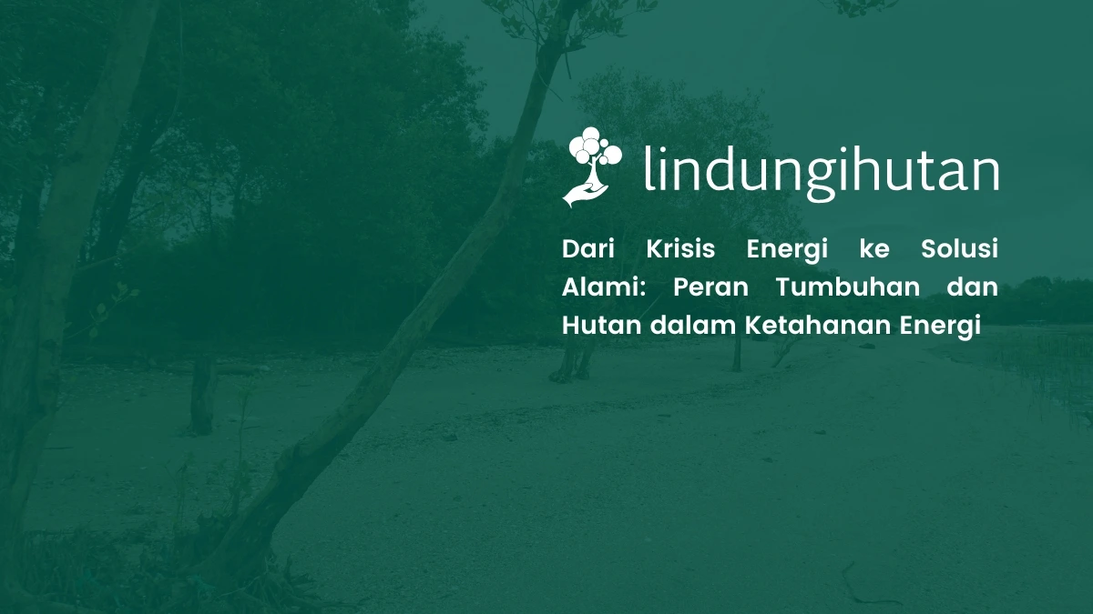 cara mengatasi krisis energi peran hutan