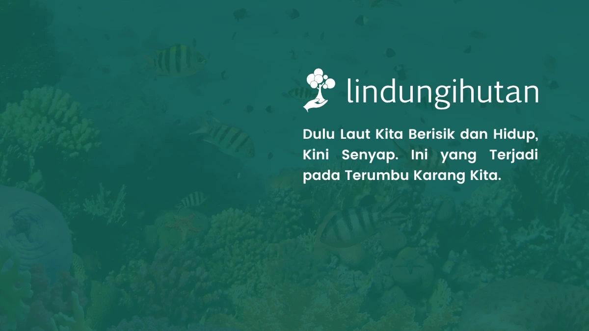 Reef Soundscape