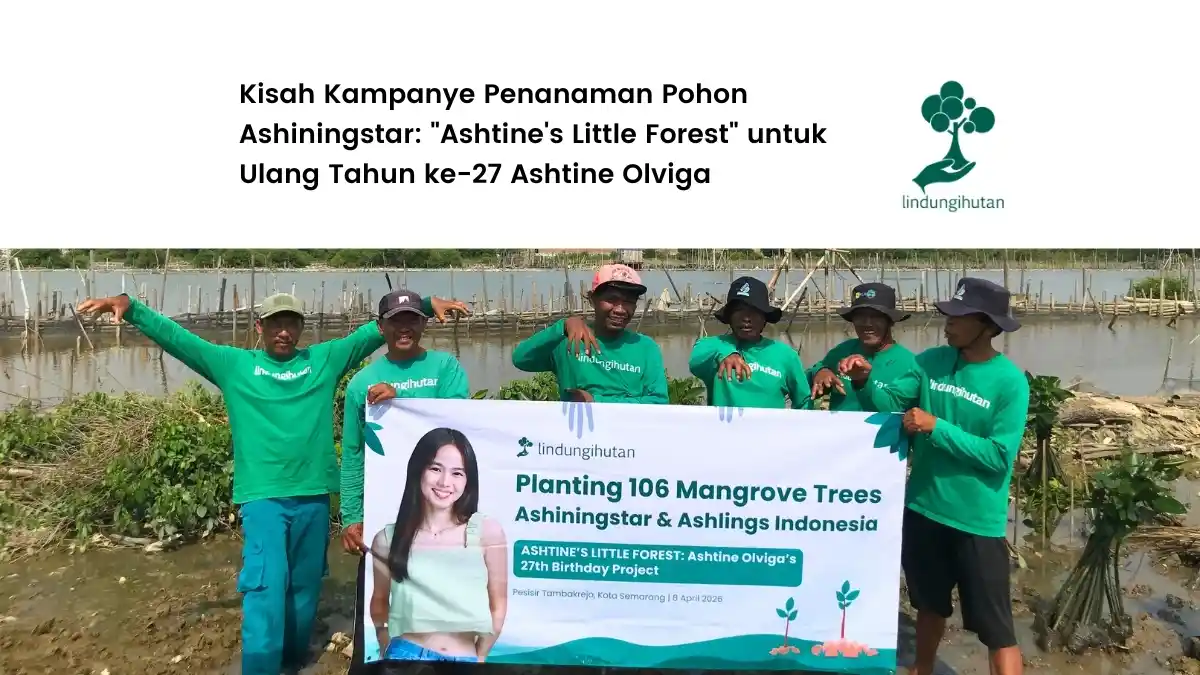 cerita campaigner Ashiningstar