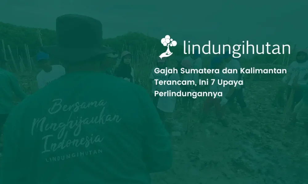 upaya perlindungan gajah sumatera dan gajah kalimantan
