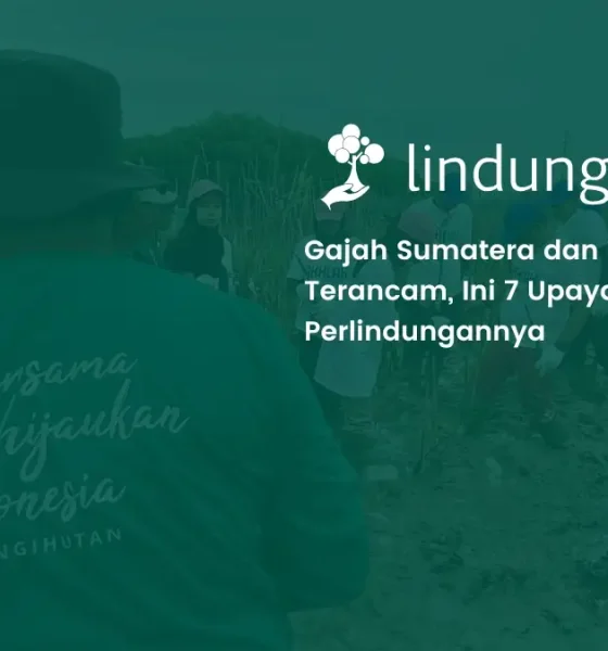 upaya perlindungan gajah sumatera dan gajah kalimantan