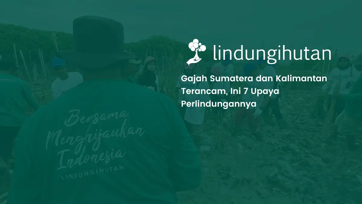 upaya perlindungan gajah sumatera dan gajah kalimantan