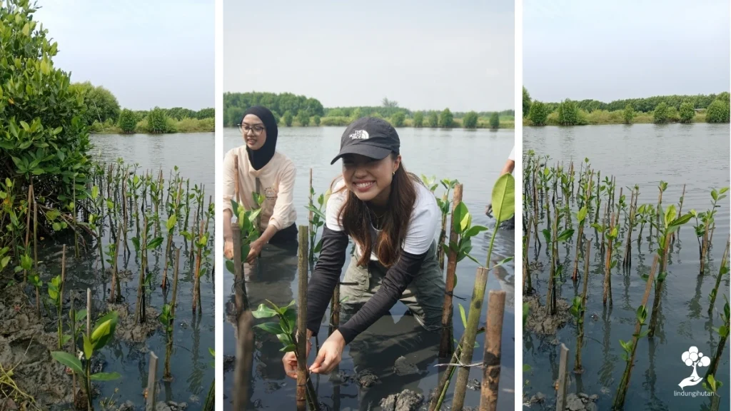 Clara Anastasia_Menanam Mangrove