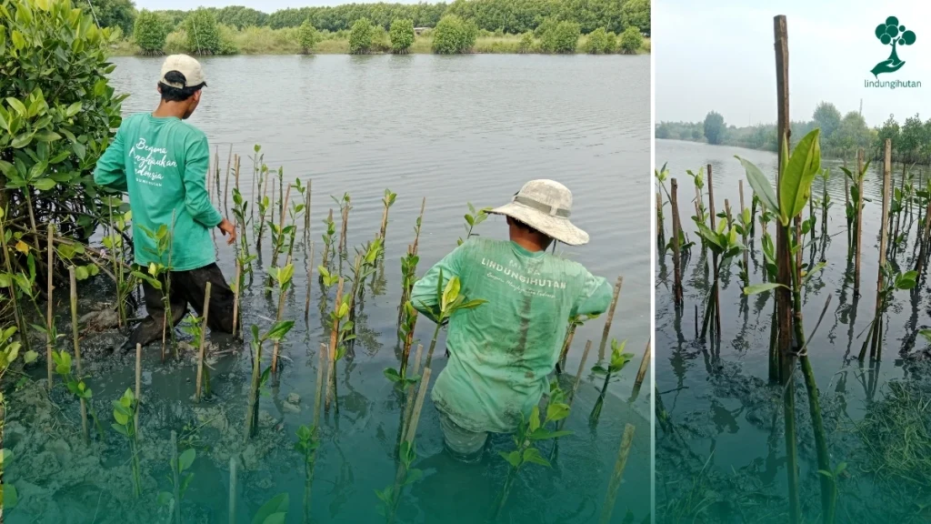 Clara Anastasia_Pohon Mangrove Sukawali