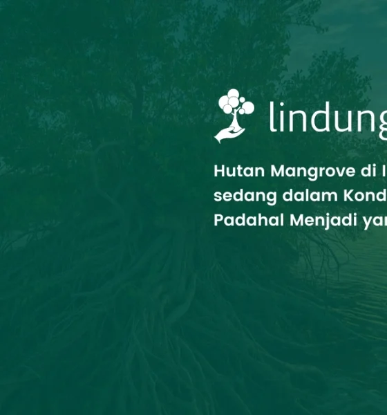 Hutan Mangrove Indonesia