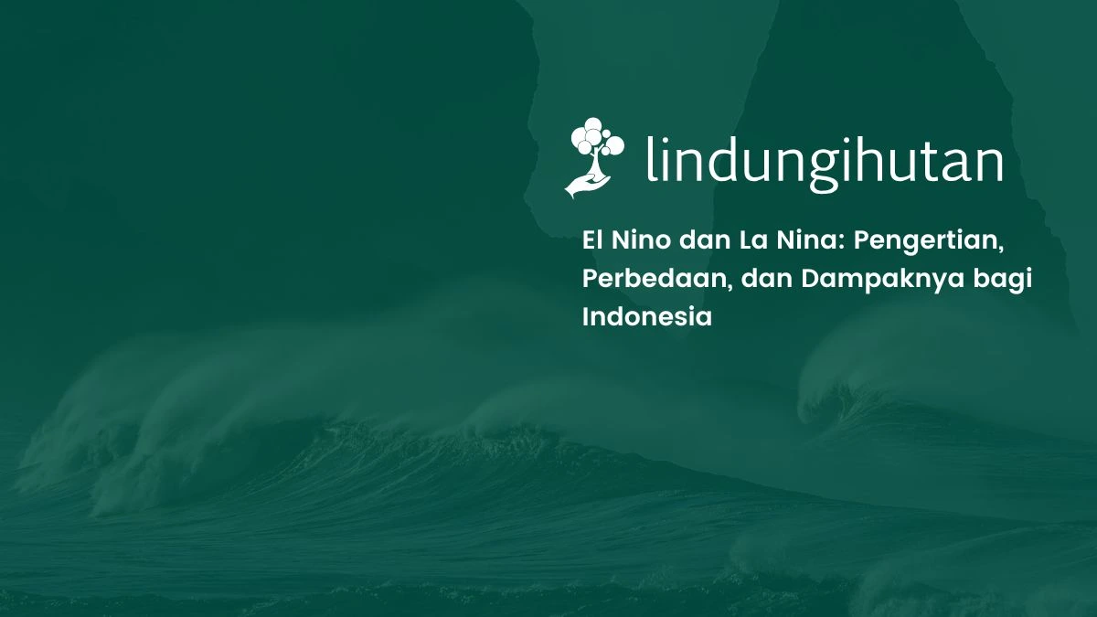 el nino dan la nina_11zon