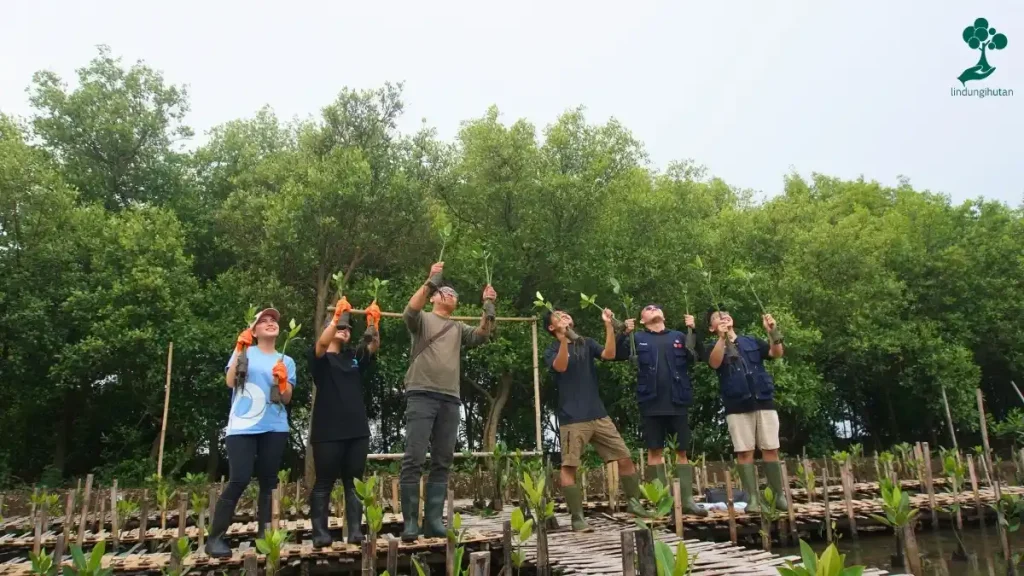 penanaman pohon mangrove komunitas teman sharing beroda