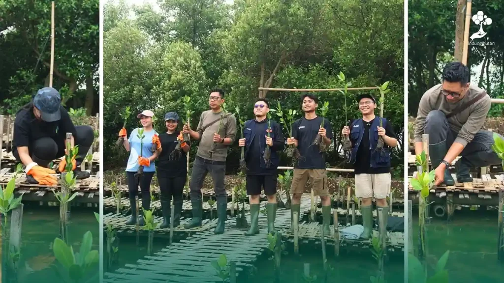 teman sharing beroda penanaman pohon mangrove di desa sukawali