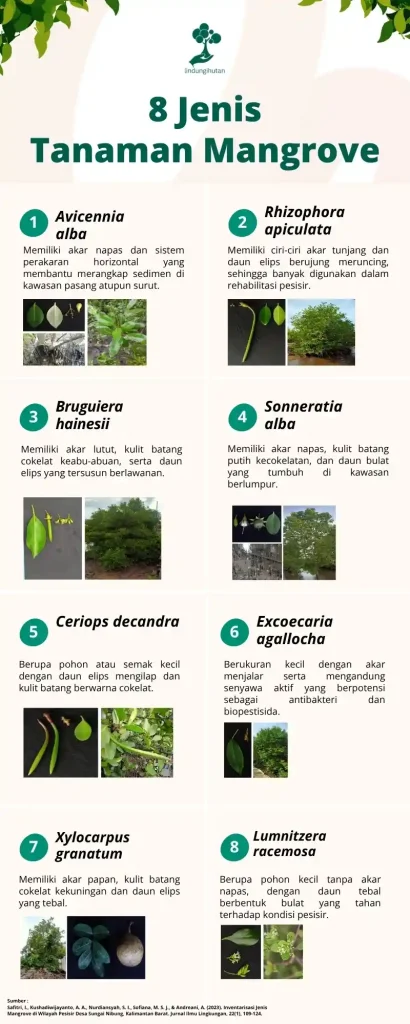 Cara Menanam Mangrove