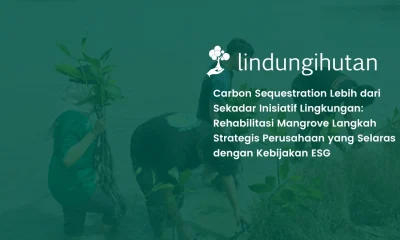 carbon sequestration melalui rehabilitasi mangrove