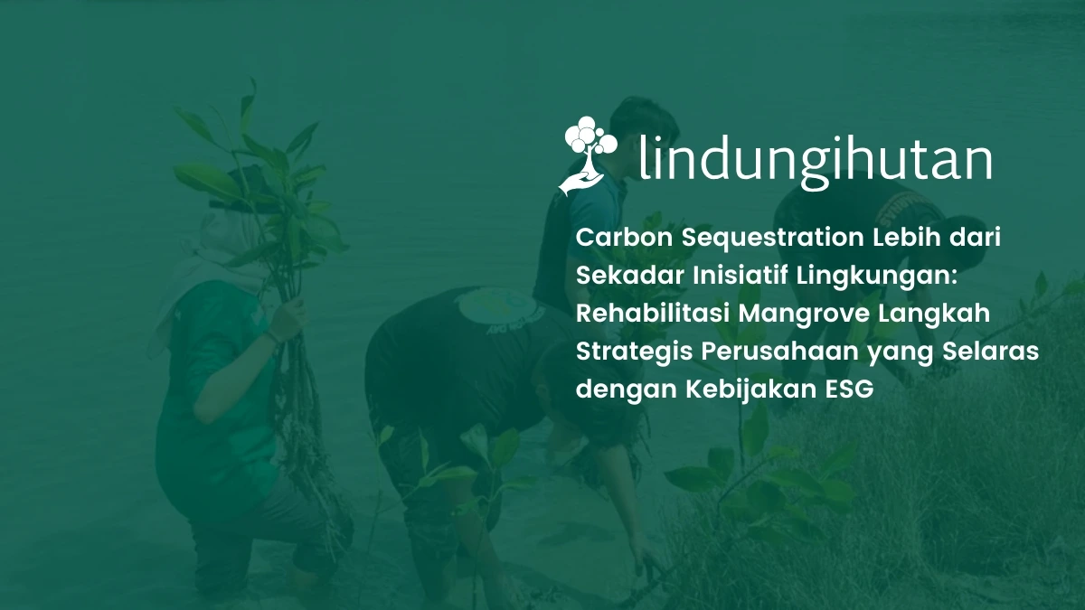 carbon sequestration melalui rehabilitasi mangrove