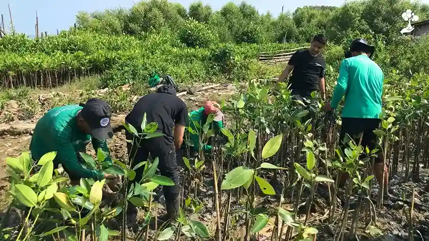 Menjaga Tambakrejo Semarang, Hanafi Girindra Tanam 141 Pohon Mangrove 83 cerita penggalang lindungihutan tanam mangrove tambakrejo semarang