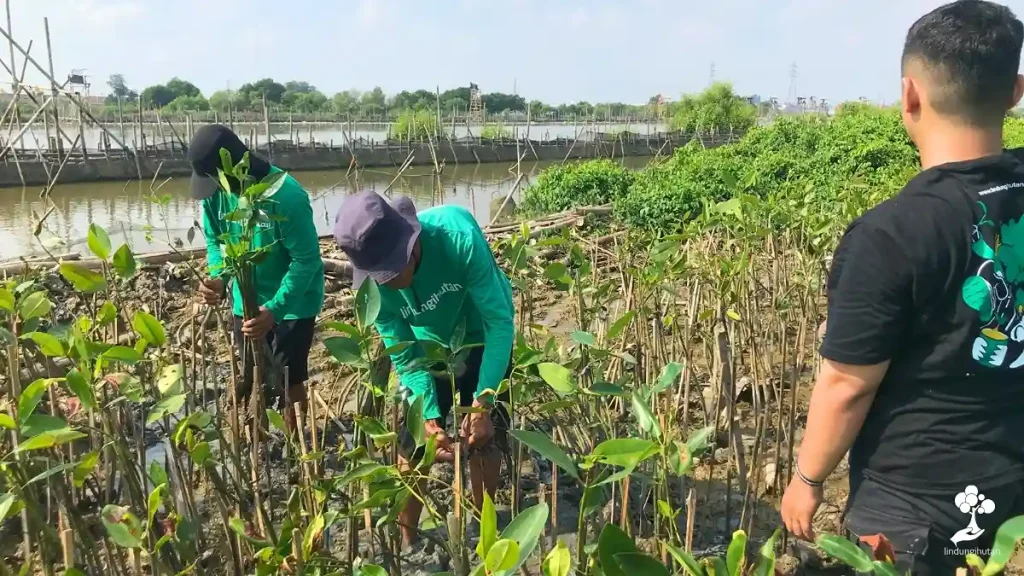 Menjaga Tambakrejo Semarang, Hanafi Girindra Tanam 141 Pohon Mangrove 84 hanafi girindra tanam mangrove