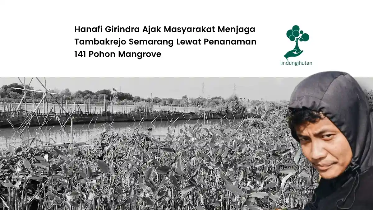 hanafi girindra tanam mangrove di pesisir tambakrejo semarang