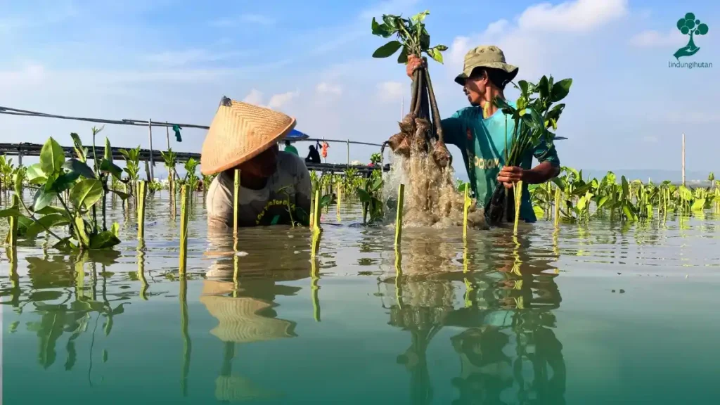 Hihang Hoheng SKZ Rayakan 8th Anniversary Stray Kids dengan Menanam Mangrove di Pantai Mangunharjo Semarang 84 hihang hoheng skz tanam mangrove di pantai mangunharjo lindungihutan