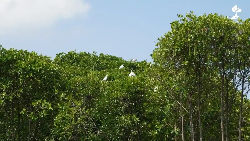 hari mangrove sedunia 2026